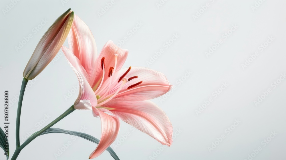 Creative visualization poster with a lily defying gravity, set against a clean, stark background for a dramatic visual impact