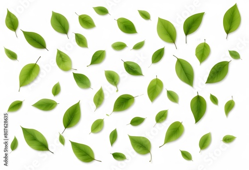 Green leaves falling separately, swirling from above, isolated on a transparent white background in PNG format. Graphic resource for autumn or spring.