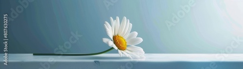 Artistic poster of a daisy flower levitating  highlighted against a minimalist background to emphasize its bright  cheerful petals