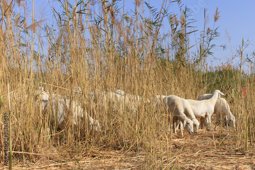 Fototapeta Naklejka Na Ścianę i Meble -  desert goat farm
