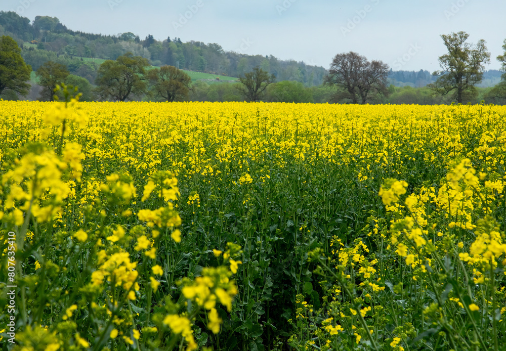 Field of bright yellow oilseed rape Field of bright yellow oilseed rape