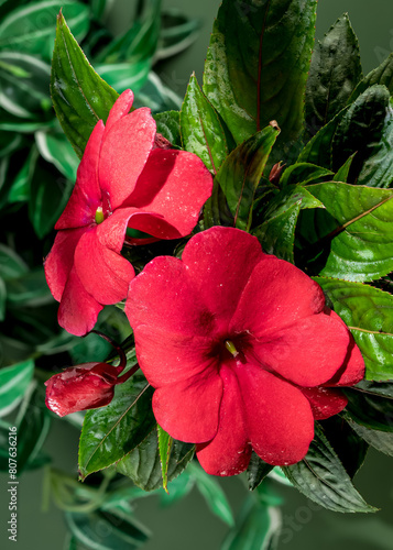 Blooming red impatiens hawkeri flowers on a green background