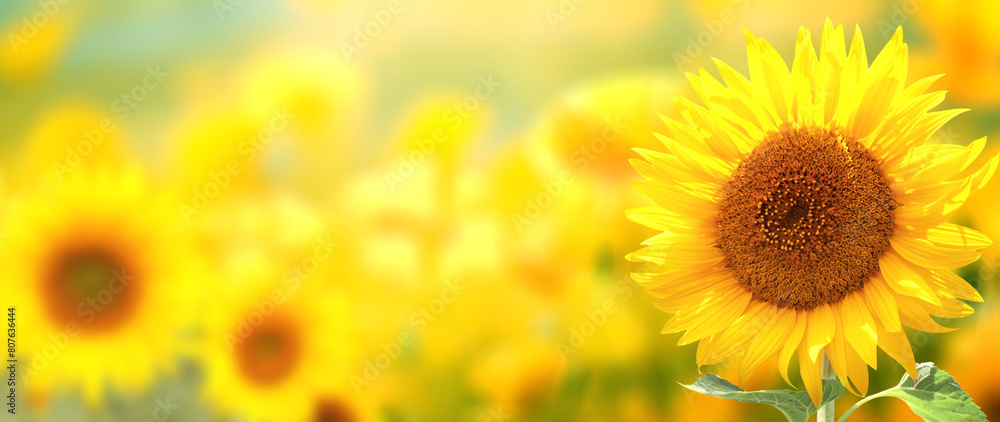 Obraz premium Sunflower on blurred sunny nature background. Horizontal agriculture summer banner with sunflowers field. Organic food production. Harvest of farm product. Oilseed crop. Copy space for text