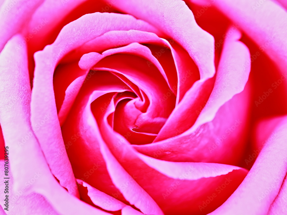 The roses are now in full bloom. The roses are now in full bloom.