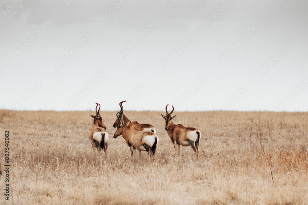 Naklejka premium Buck