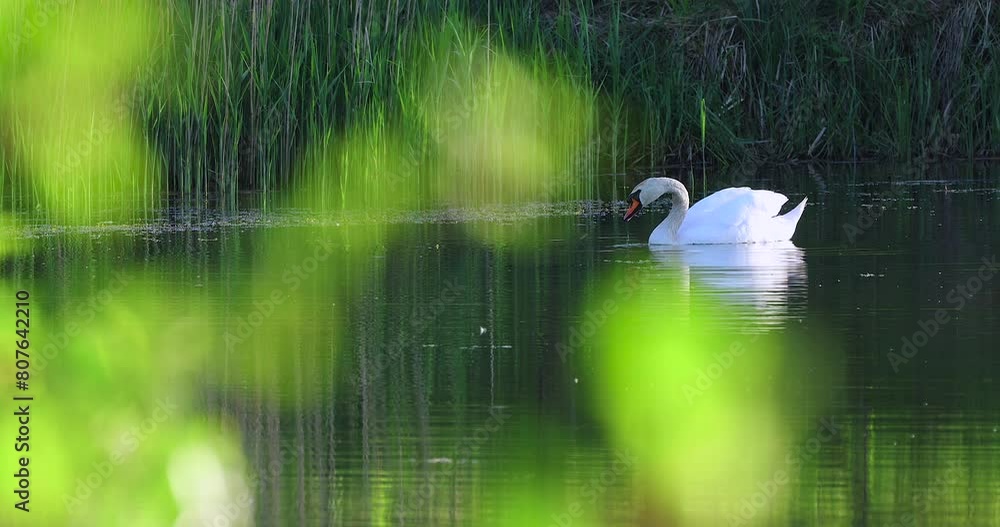 White swan swims in the forest lake White swan swims in the forest lake