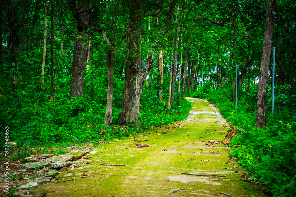 Fototapeta premium mountain road