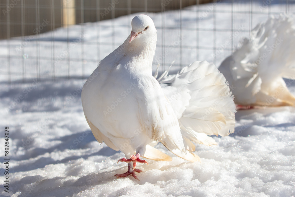 Obraz premium Portrait of a white dove in the snow in winter