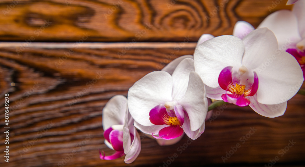 A branch of purple orchids on a brown wooden background
