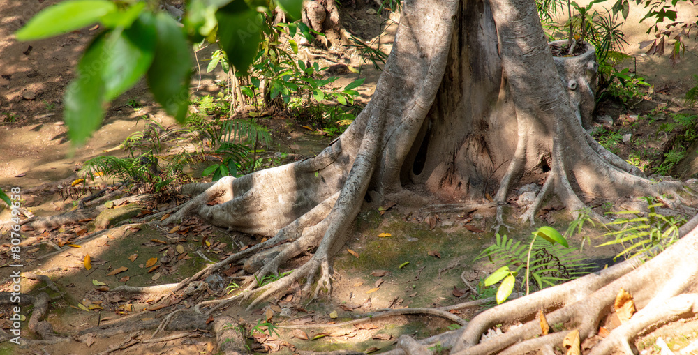 Large roots on a tropical tree in nature Large roots on a tropical tree in nature