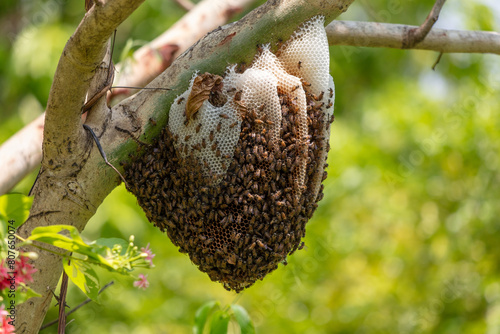 Photography Bee hive on a tree in the park