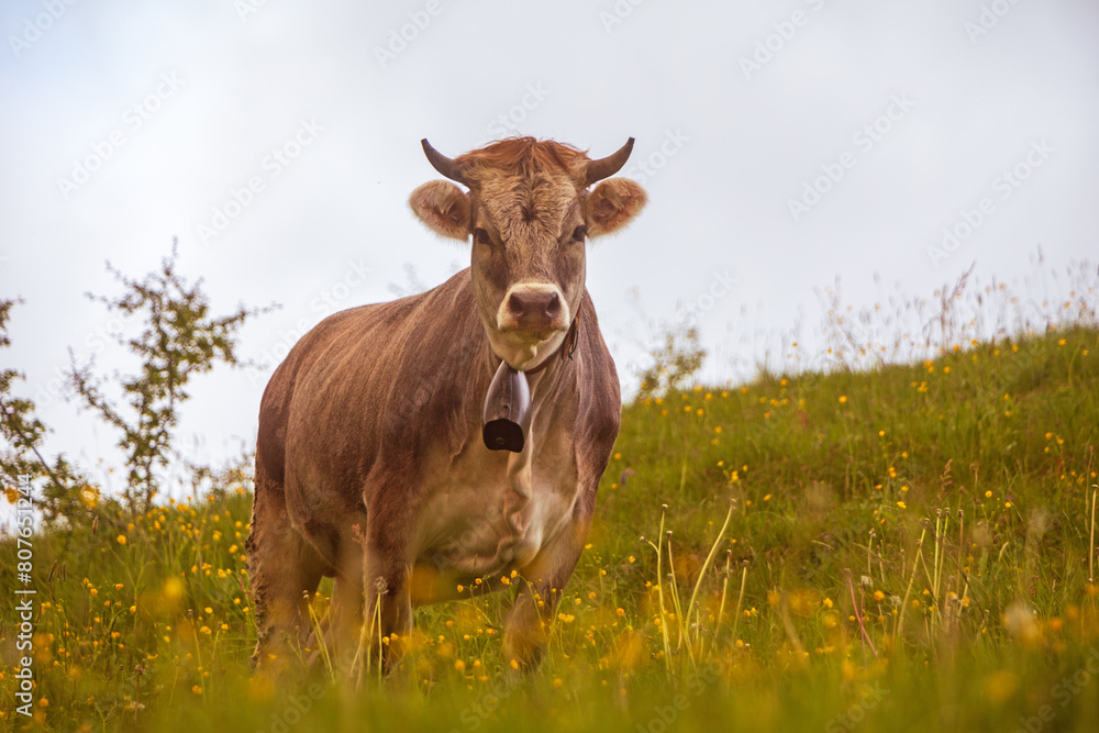 Kuh - Allgäu - Braunvieh - Blumen - Frühling Kuh - Allgäu - Braunvieh - Blumen - Frühling