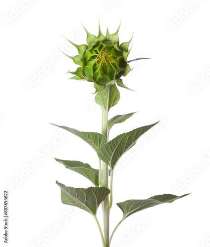 Bud  of Sunflower isolated on a white background