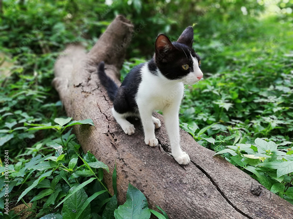 Kitty_Black_And_White_On_a_Log_1 Kitty_Black_And_White_On_a_Log_1