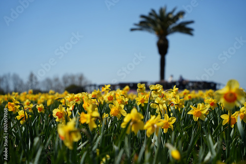 ラッパスイセンの花畑