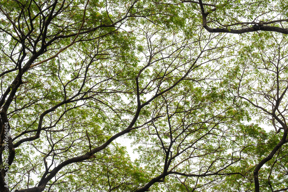 Look up View in forest green trees and leaf deciduous trees of The rich natural ecosystem of the forest .concept is about conservation forest Look up View in forest green trees and leaf deciduous trees of The rich natural ecosystem of the forest .concept is about conservation forest