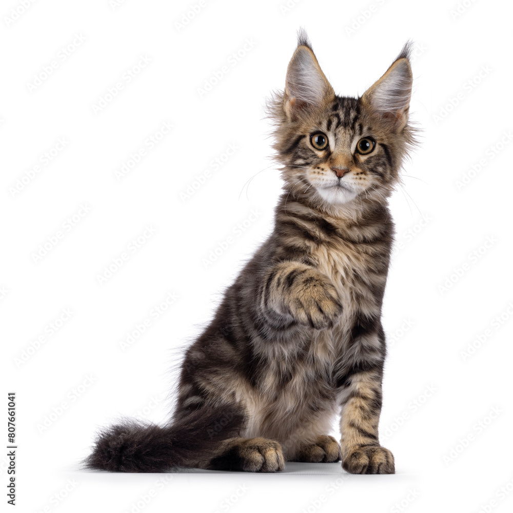 Sweet black tabby Maine Coon cat kitten, sitting up facing front. Looking straight to camera. One paw up saying hi. Isolated on a white background.