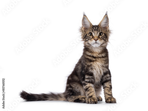 Sweet black tabby Maine Coon cat kitten, sitting up facing front. Looking straight to camera. Isolated on a white background. photo