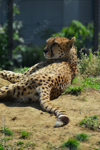動物園のチーター