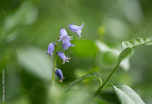 Wild Hyacint Bluebell with a nice golden edge due to ageing.