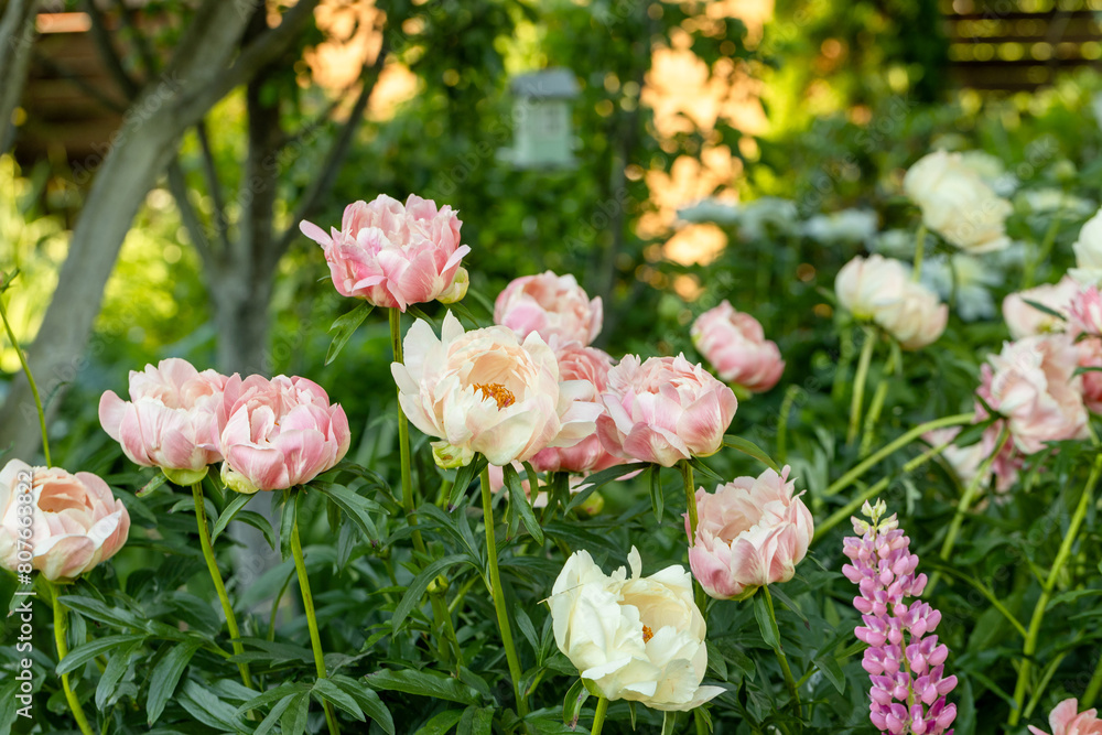 Peony Coral Charm orange pink peony flower in bloom Peony Coral Charm orange pink peony flower in bloom