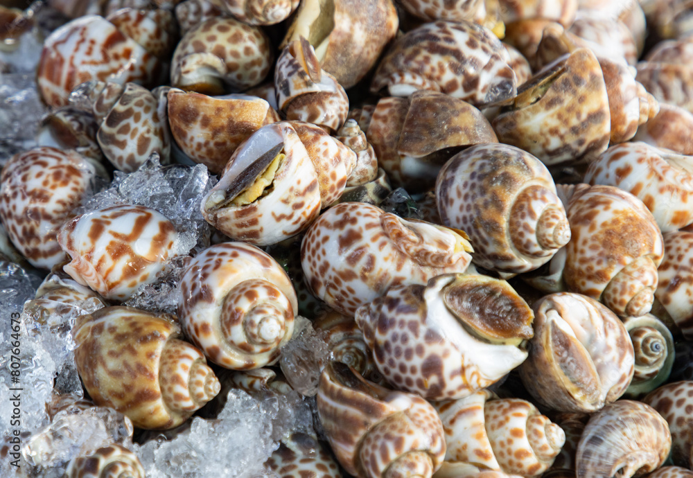 fresh large snails in a shell as a background. fresh large snails in a shell as a background.