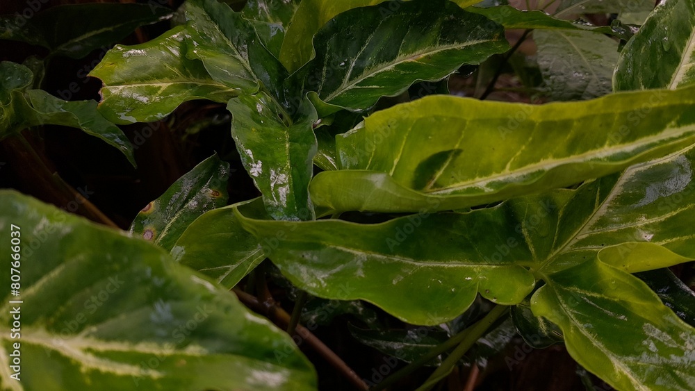 Wild green leaves after rain on them on tropical forest Wild green leaves after rain on them on tropical forest
