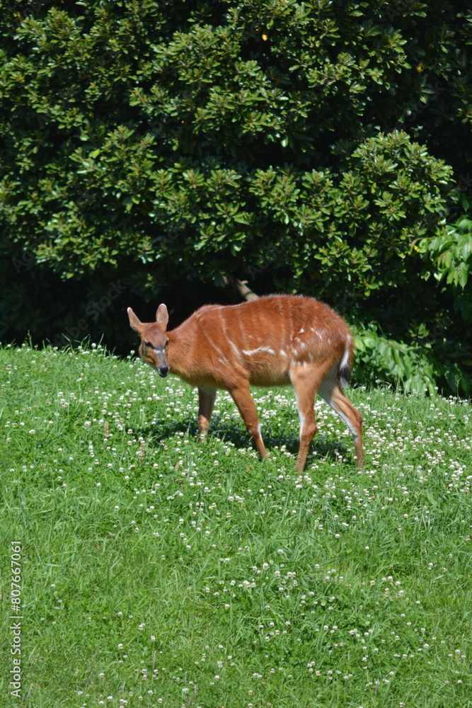動物園のシタツンガ 動物園のシタツンガ