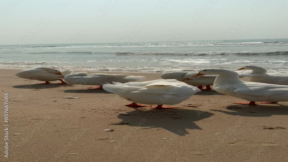 Flock of white ducks cleaning their feathers on the beach Flock of white ducks cleaning their feathers on the beach