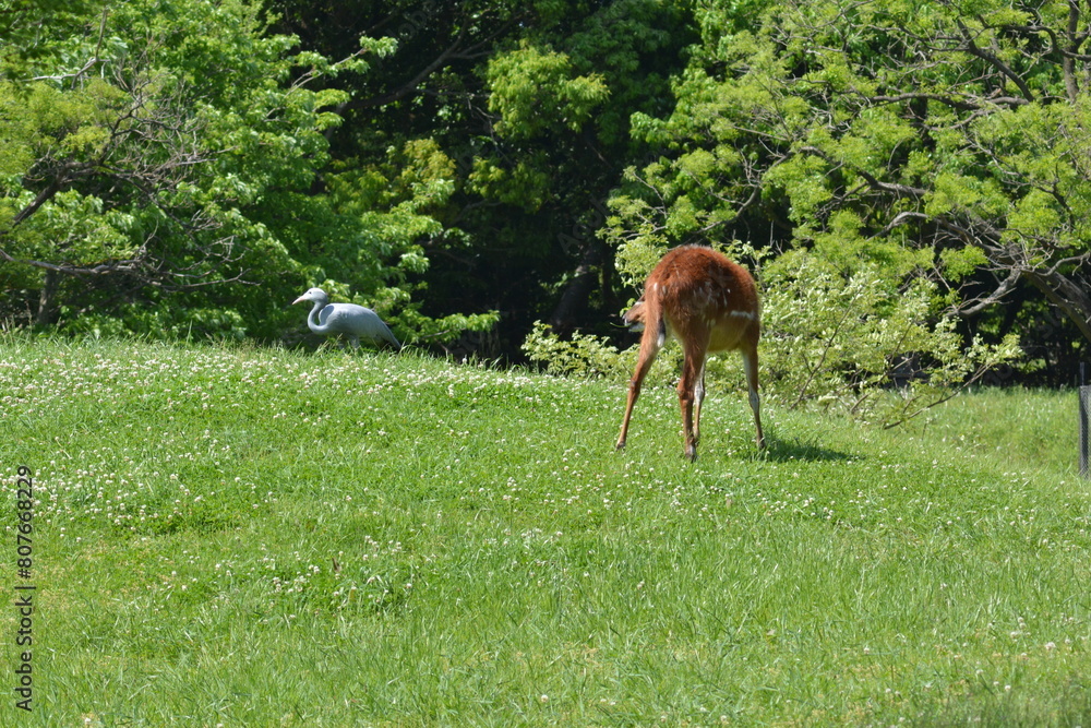 動物園のシタツンガ 動物園のシタツンガ