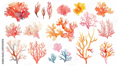 Watercolor drawings of various sea plants and corals