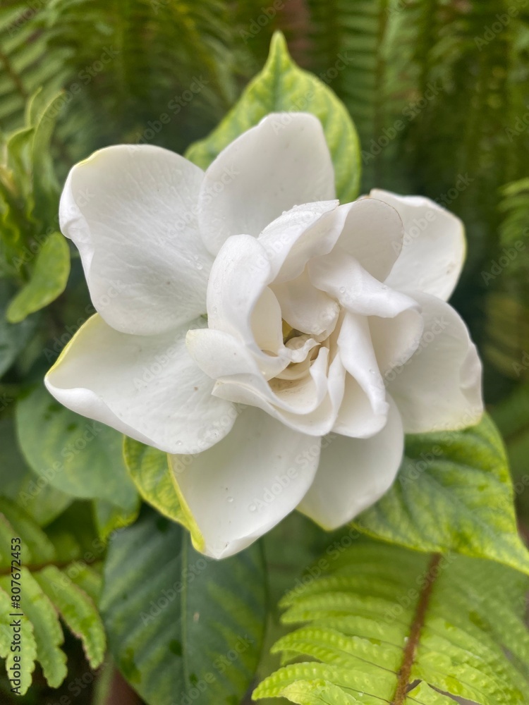 white,flowers,flower,plant,nature,bud white,flowers,flower,plant,nature,bud