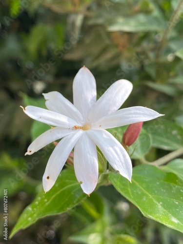 white flowers flower plant nature bud