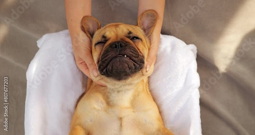 Puppy luxuriates in soothing head massage from its owner, viewed from above. Young dog appears contented and relaxed, basking in gentle touch of woman's hands photo