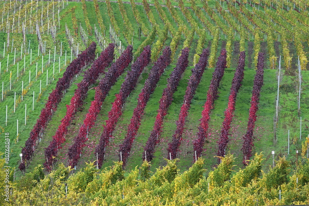 Fototapeta premium Weinberg an der Mosel