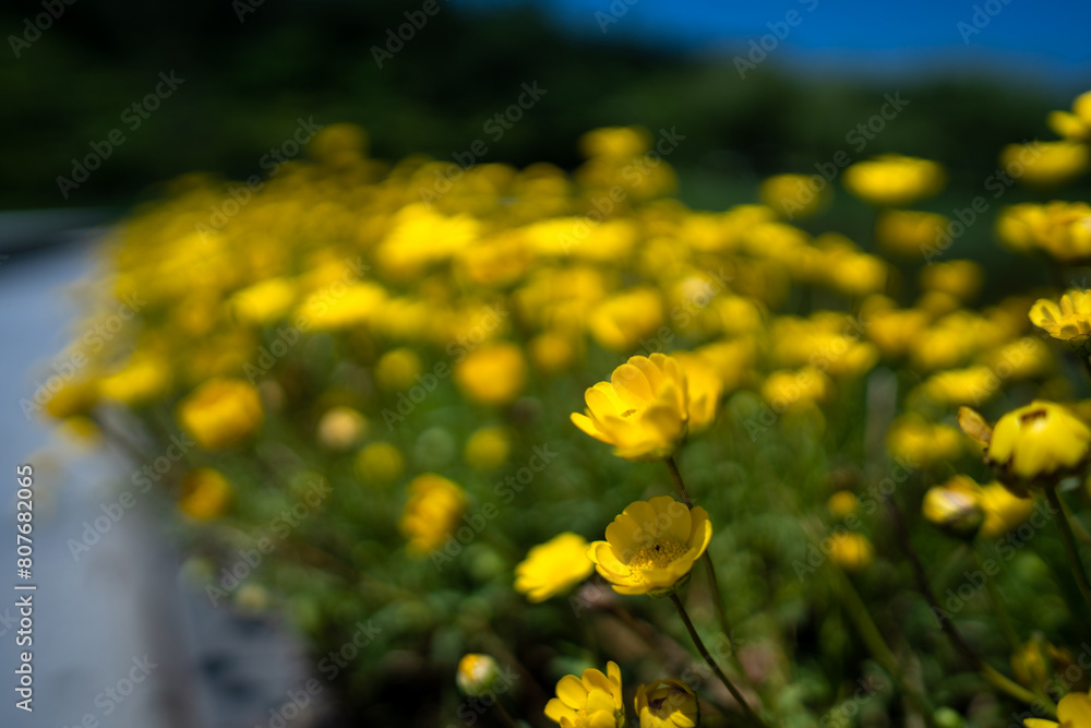 Fototapeta premium A field of yellow flowers with a blurry background