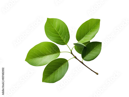 Fresh green leaves isolated on transparent background
