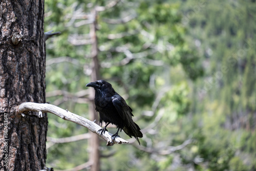 Common raven