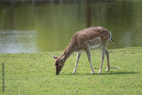 Female deer doe grazing and walking in grassy area next to fresh water pond. hind animal in Hertenweide meadow of Gouda Netherlands eats grass on sunny summer day © drew