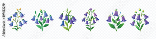 Vector drawing bell flowers, bell flowers, vector drawing wild plants at white background,  floral bell flower set. Floral plant set.