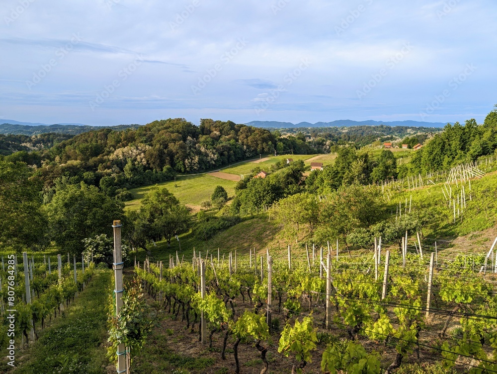 Fototapeta premium Beautiful green landscape, vineyards and houses at Klenice, Croatia, Hrvatsko zagorje, agricultural countryside