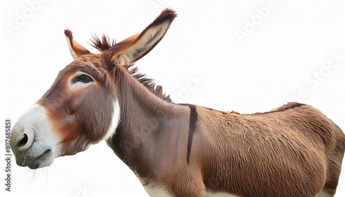 Donkey isolated on white background 