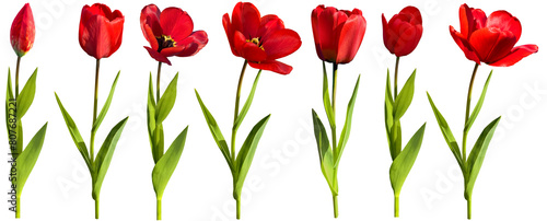 Set of red tulips isolated on transparent background