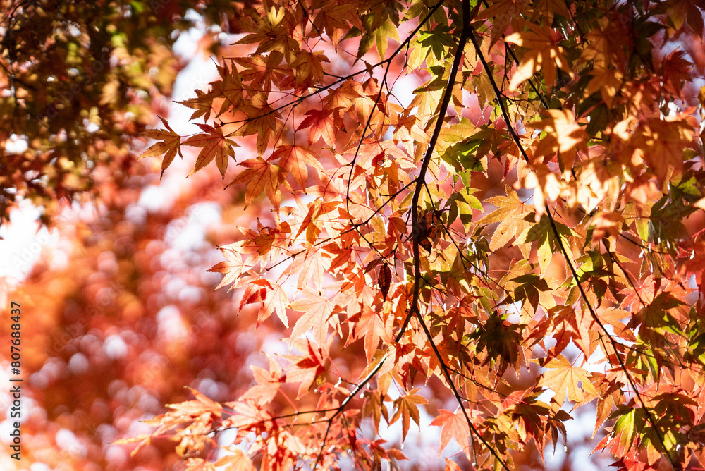 紅葉 紅葉