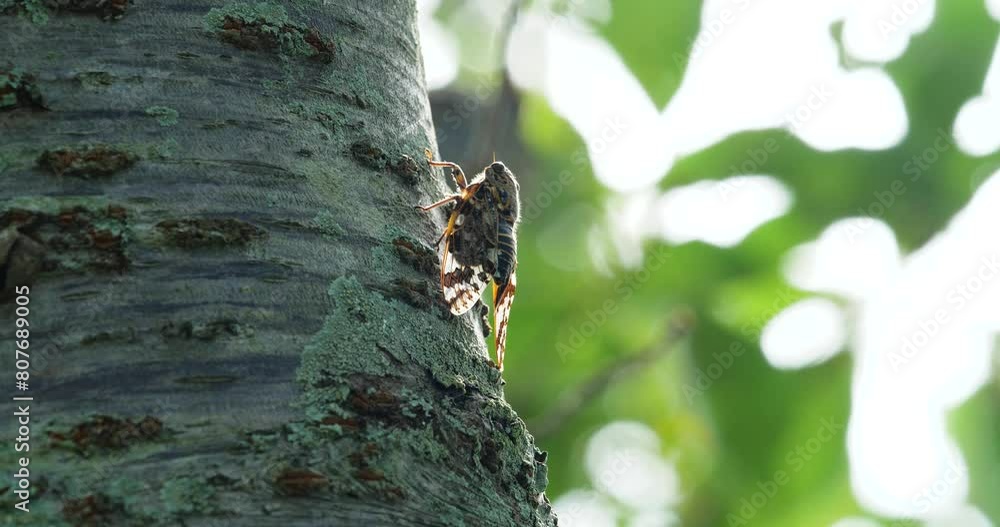 蝉(ニイニイゼミ)が鳴いている4K動画、集音マイクで収録