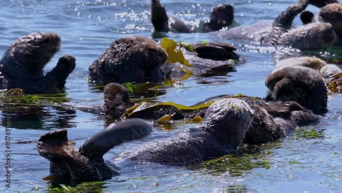Sea otters floating peacefully among kelp in the blue water. High quality 4k footage