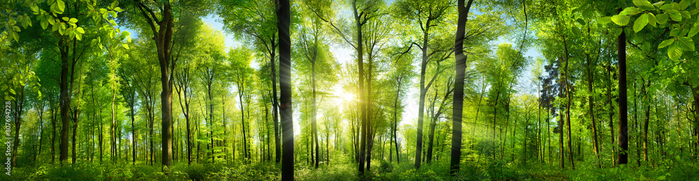 Extra wide panorama of an amazing scenic forest with fresh green beech trees and the sun casting its rays of light through the foliage