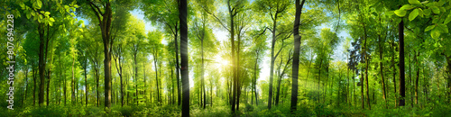 Extra wide panorama of an amazing scenic forest with fresh green beech trees and the sun casting its rays of light through the foliage 