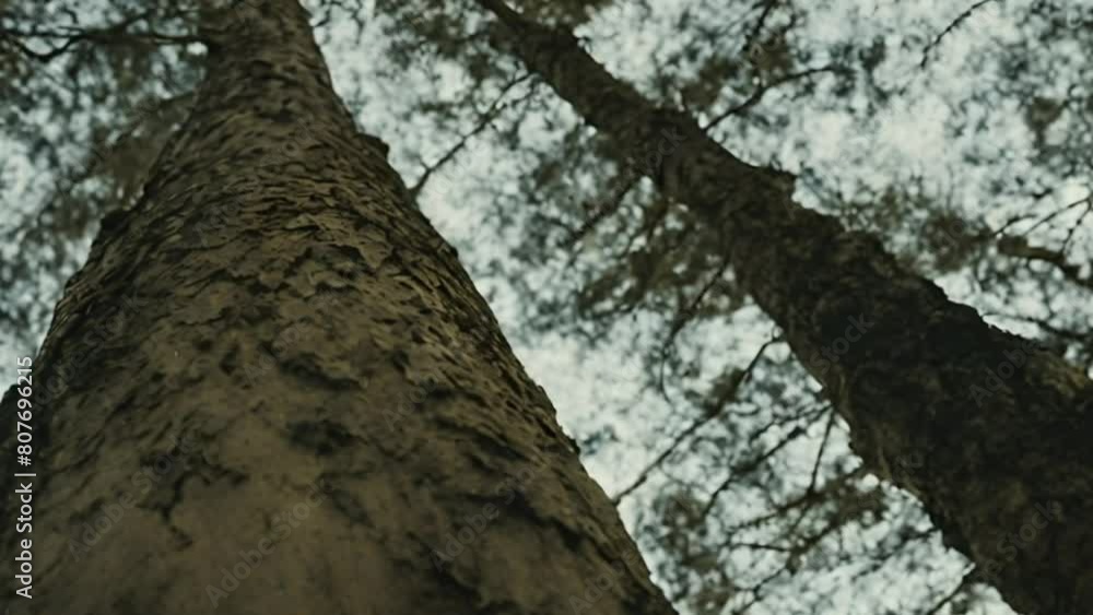 Forest trees view from below into the sky, nature green wood sunlight backgrounds Forest trees view from below into the sky, nature green wood sunlight backgrounds