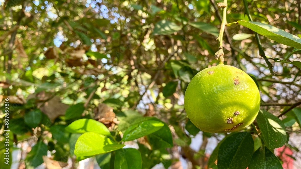 Close-up of a Green Lemon Hanging from a Tree Branch